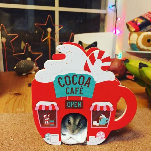 hamsters-in-cups