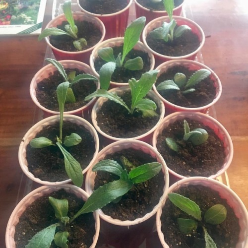 First potting of our artichoke seedlings. #gramyourgarden (at Newtown, Connecticut) www.inst