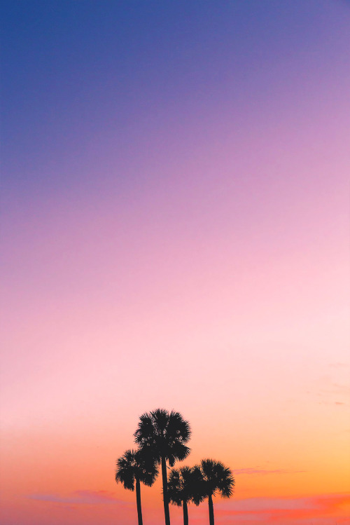 souhailbog:Palms By Hayden Scott | More