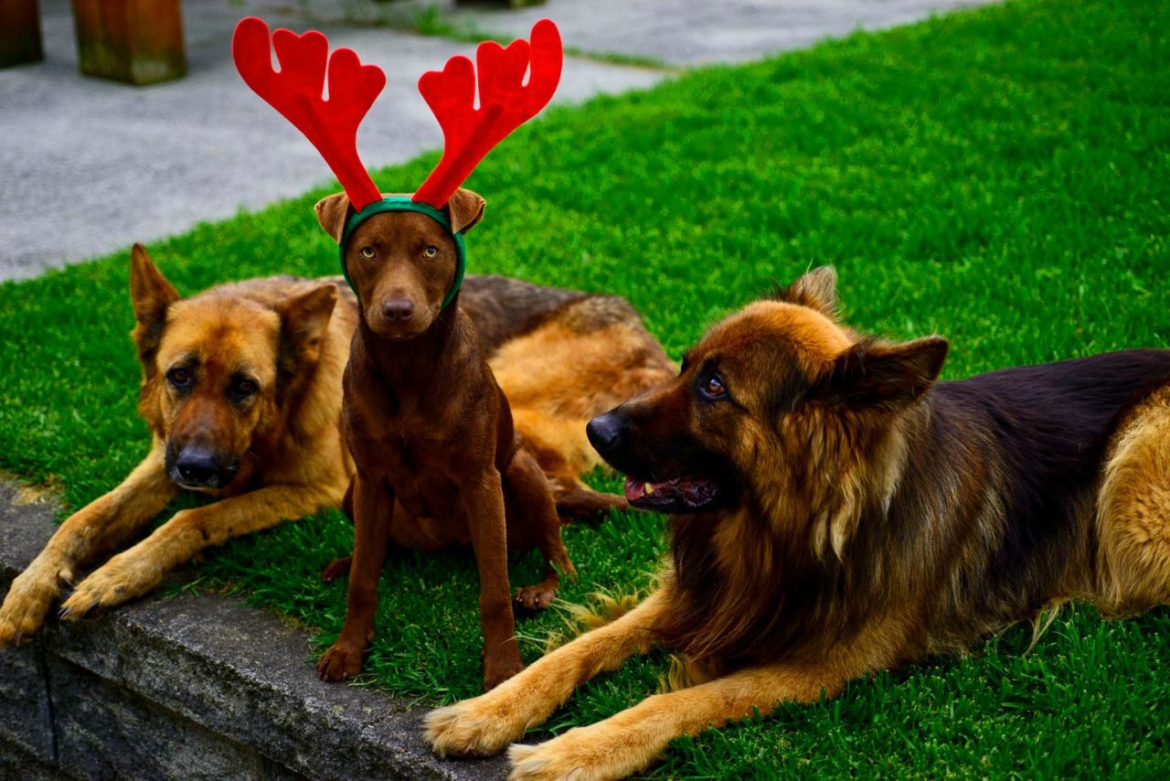 handsomedogs:  So, we decided our newest edition to the family gets to don the reindeer