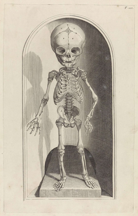 Anatomical study of the skeleton of a fetus, 1685