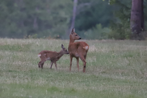 Roe deer family update: I was so happy and relieved to see the doe with both her fawns late tonight.