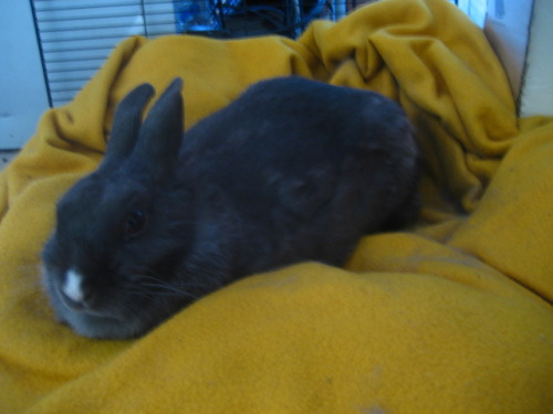 enansalin:  enansalin:  This is Smokey, my rabbit. She’s pretty much my baby. I need some help… This morning, she wasn’t acting like herself, she wouldn’t eat, didn’t get excited for her food, and even turned her nose up at banana, her favorite
