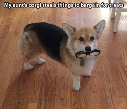 mycorgiobsession:  my sister does this 