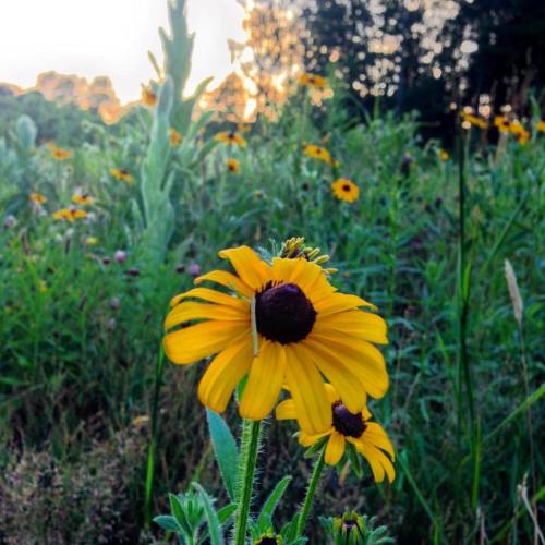 Surprised these survive the deer browse… #hiking #nature #sunset #explore #nepa