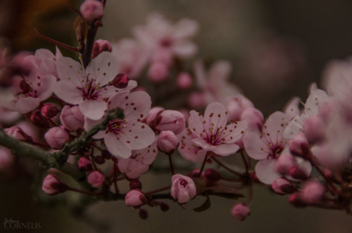 Crataegus / Hawthorn Flowers Volkegem, East Flanders, Belgium 2019 by Jolene CornelisInstagram