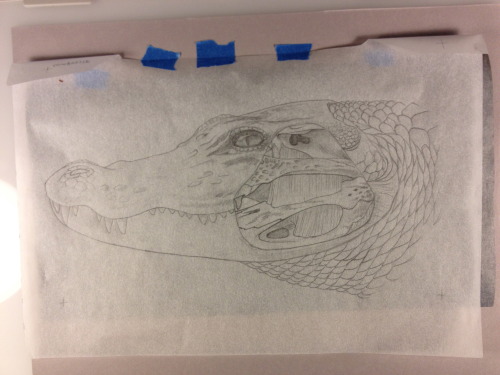 ejlandsman:  Here’s the step-by-step for my most recent assignment for vertebrate illustration, a composite drawing of an alligator head with a portion skull and musculature exposed.  See captions for the blow-by-blow :3 I have to say I am not a big