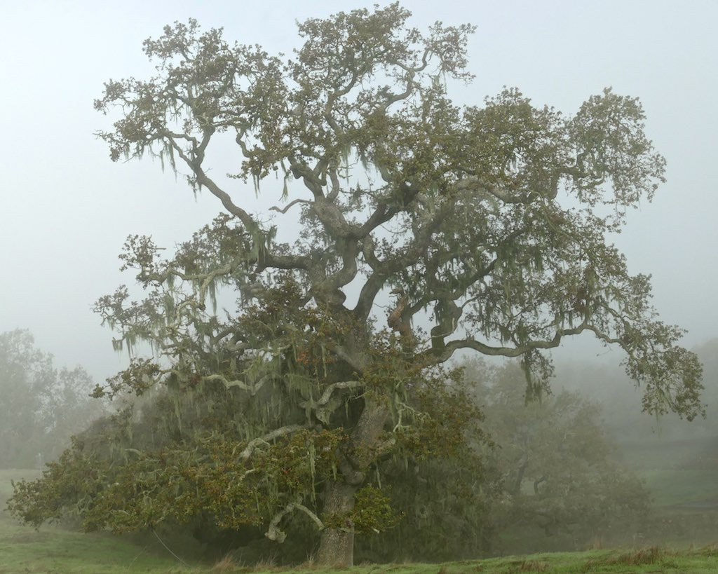 90377:    Misty oaks. Crane Creek Regional Park, Sonoma County . by alice cummings