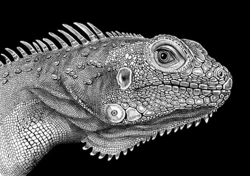 unicorn-meat-is-too-mainstream:  New Jersey-based illustrator Tim Jeffs has spent the past year trying to draw intricately detailed animal portraits with nothing more than pens and ink. 