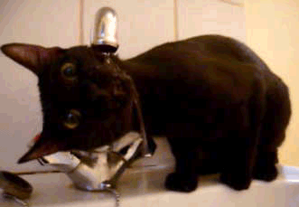 zteaching:  Because I miss mine and google gif searching for “black cat” and