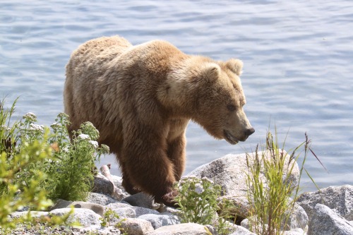 highways-are-liminal-spaces: The Brown Bears of Brooks Falls, Katmai National Park, Alaska (part II)