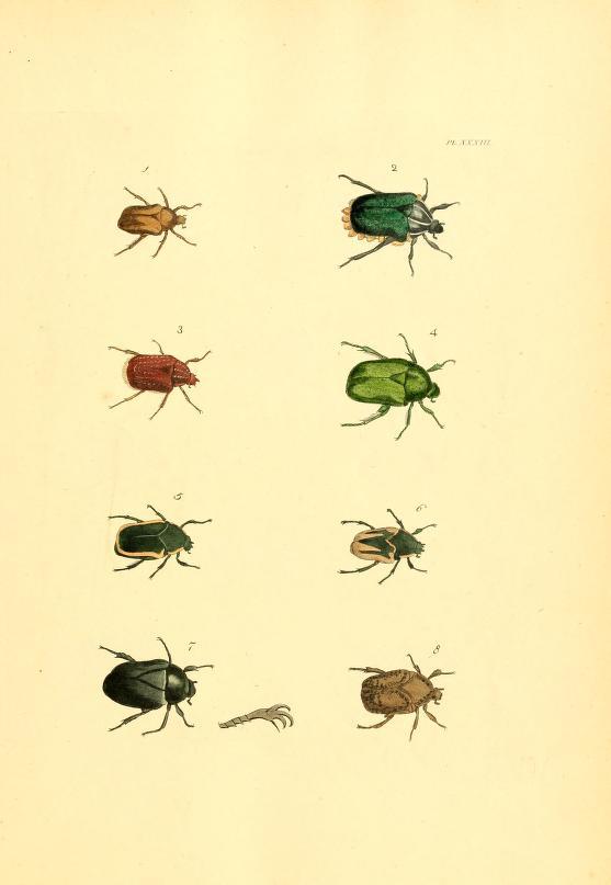 gennacrowe:
“ Illustrations of Exotic Entomology (1837)
”