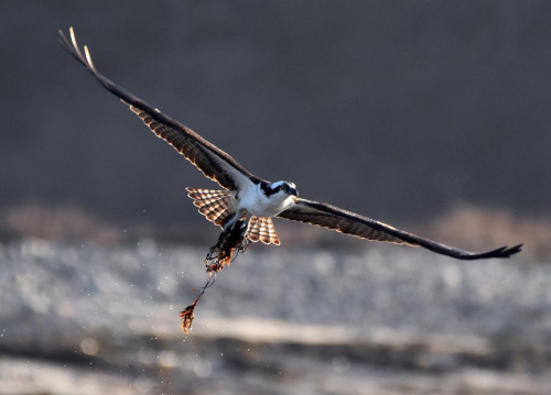 Osprey, collecting seaweed for the nest.