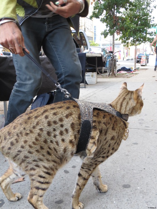 mostlycatsmostly: travelwedo: Guy walking his savannah cat in Brooklyn like it’s no big deal. 