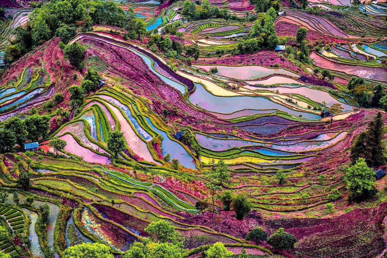 andantegrazioso:“ A beautiful purple colored rice field in Yuanyang, Yunnan Province, China | Enrico Barletta”
