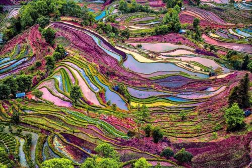 andantegrazioso:A beautiful purple colored rice field in Yuanyang, Yunnan Province, China | Enrico B
