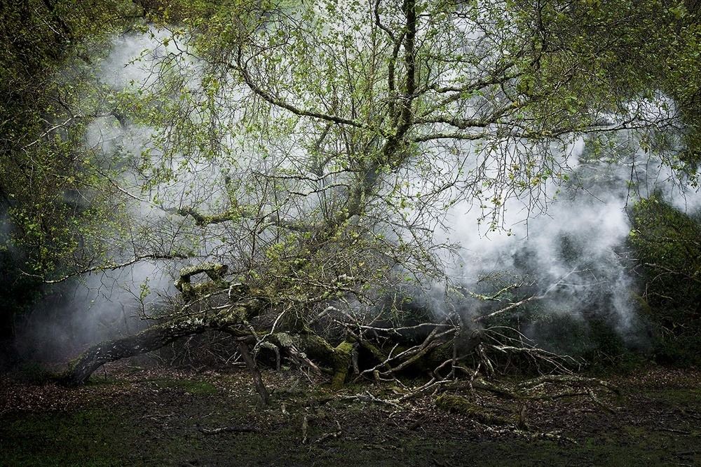 archatlas:   Between the Trees Ellie Davies   What is a forest?  Is it the trees
