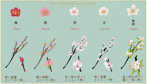 daeva-agas: tanuki-kimono:Handy reference chart showing the difference between blossoms (ume/plum, m