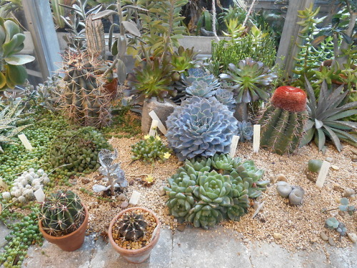 spatheandspadix: Harold’s desert room is looking SO good these days. 