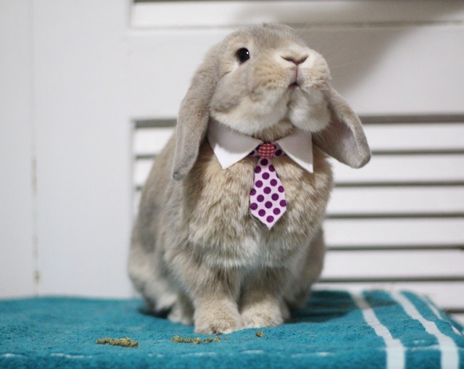 k3llylee: Boss bun 🐰👔  Insta: @bookieball 