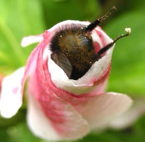 nevver: Bee butts