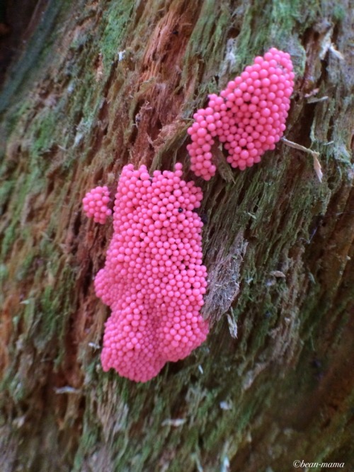 bean-mama:Trichia decipiens. Found this beautiful specimen of slime mold in Berthusen Park in northe
