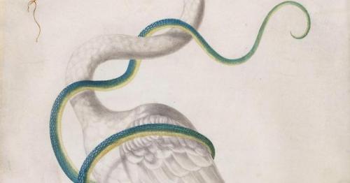 Maria Sibylla Merian - Heron encircled by a snake, 1700 det