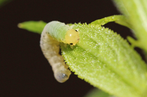 Tiny sawfly larva on a Japanese red elder leaf.