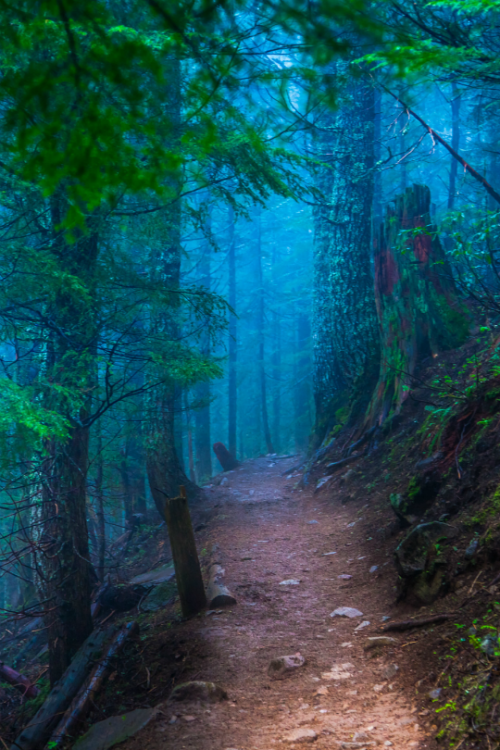 tulipnight:  Foggy Forest by Jairo Gonzalez