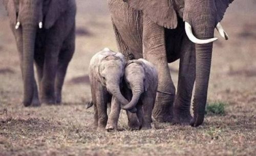 lolcuteanimals:  Two baby elephants hold each other’s trunks as they run with the herd.