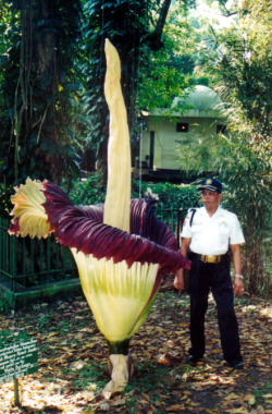 onceuponawildflower:  Amorphophallus titanum