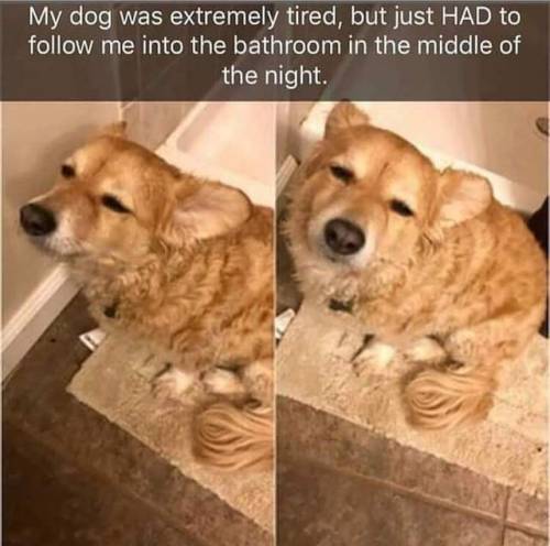 yermemeblog: When you’re tired, but loyal AF