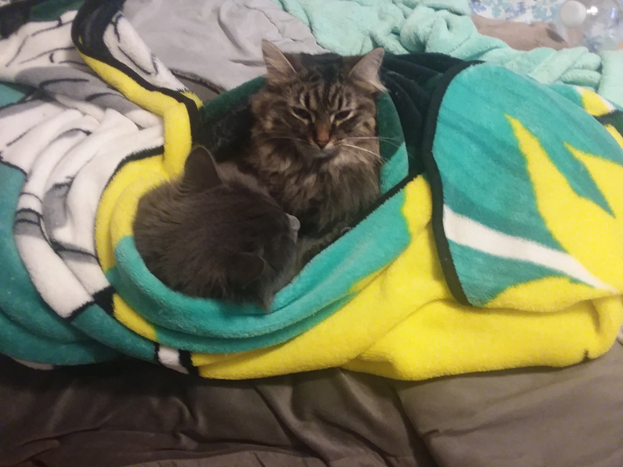 patterns-pets:Who ordered the double stuffed purrito?