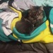 patterns-pets:Who ordered the double stuffed purrito?
