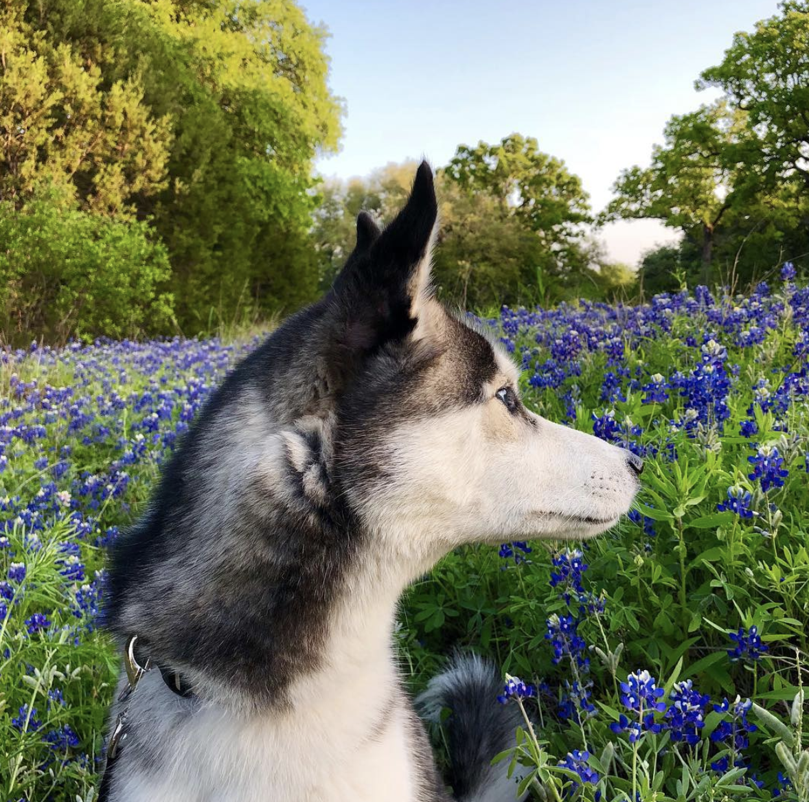 brookbooh:  This husky is wonderful@kikythehusky