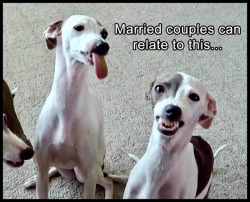 its-a-geek-haven:okay, that was a snorty laugh  Whippets!