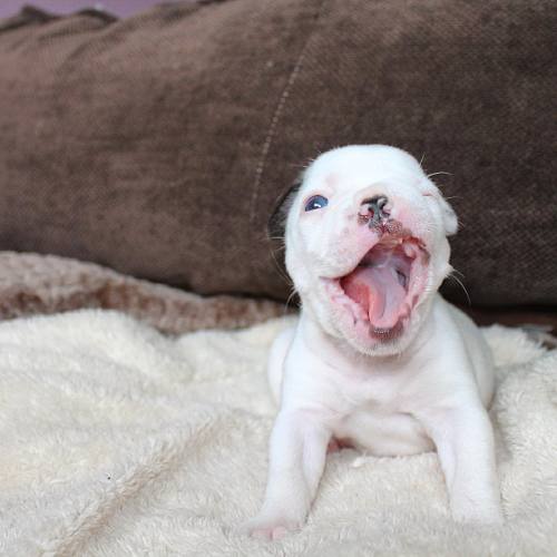puppiestotherescue:  Two of my favourite instagram accounts:   alienbatpigs /  frogbatpigz  