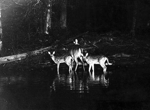 National Geographic, 1906 (photography by George Shiras III).Meet Grandfather Flash, the Pioneer of 