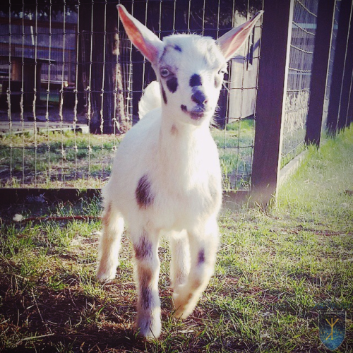 Happy goat!:) #hyperboreanhomestead