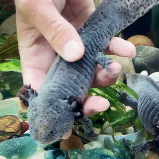 Mexican Salamander Explore Tumblr Posts And Blogs Tumgir