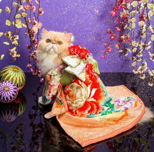 boredpanda:    Cats In Kimonos Are A Thing In Japan  