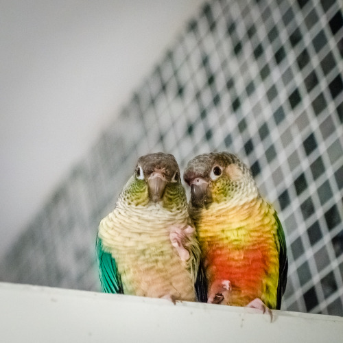 superziggy:  conureconure:  Youpi, Luciole and Sigrinn on the door.  so precious <3 