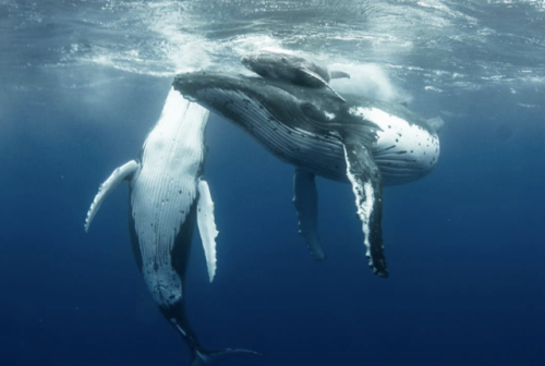 kohola-kai:Humpback whales of Mo’orea Photos by Kori Garza