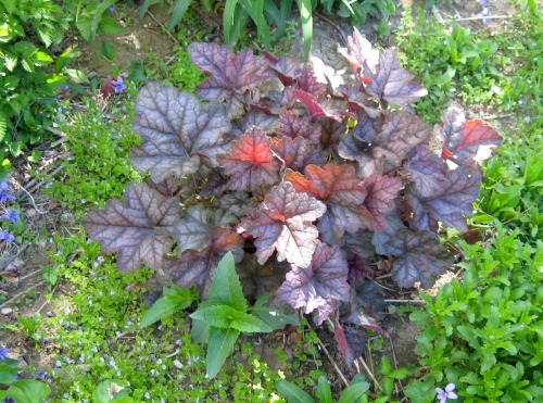 Exploring Black Rock the other day, I ran across the plant at the top, a native Heuchera (americana)