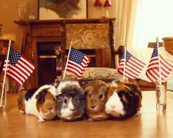 guineapiggies:  via piggiepen