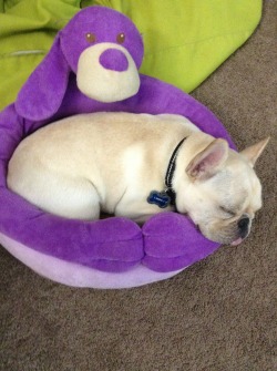 handsomedogs:  Sleeping in this little puppy