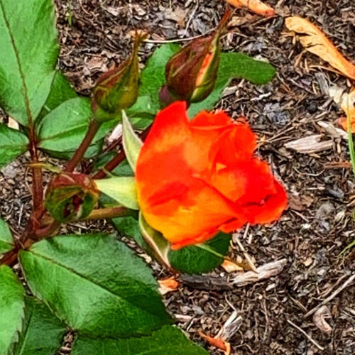 Orange Rose, Fairfax, 2020. Has anyone else noticed that the iPhone ( I am currently using an XR mod