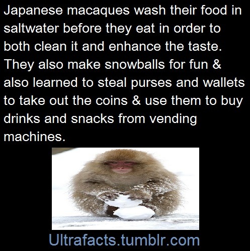 ultrafacts:  Sources: [1] [2]    Follow Ultrafacts for more facts