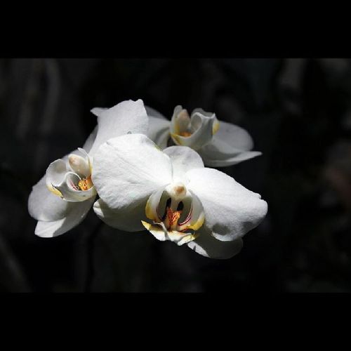 Orquídeas blancas. #orchid #flower #white #nature #notfilter #orquidea #flores #floresblancas