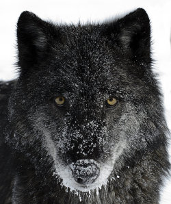 beautiful-wildlife:  Icy Stare by White-Voodoo
